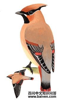 С̫ƽ���ͼ��