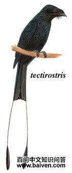 С��β��ͼ��