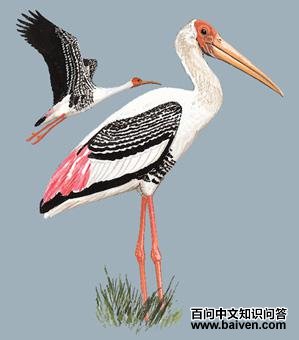 ��ͷ�q�ٵ�ͼ��