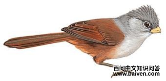 ��ɫѻȸ��ͼ��