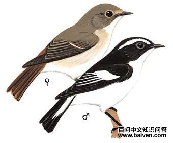 С��[��]�l��ͼ��