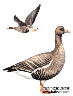 С�׶����ͼ��