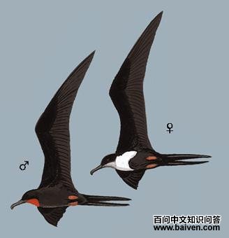 С�������ͼ��