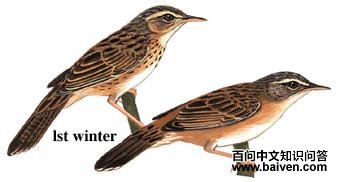 С��ݺ��ͼ��