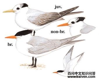 С��ͷ��Ÿ��ͼ��