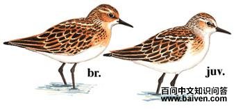 С���ֵ�ͼ��