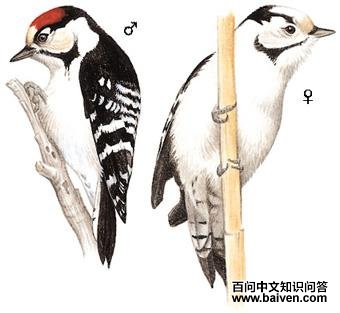 С����ľ���ͼ��