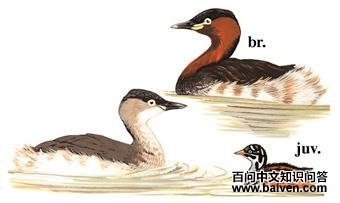 С������ͼ��