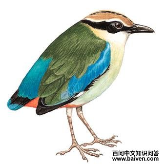 �ɰ�ɫ��ͼ��