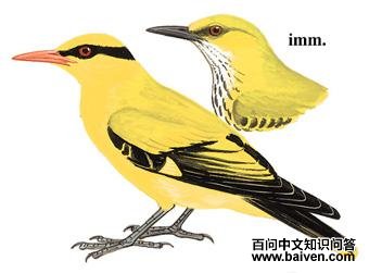 ϸ�����ͼ��