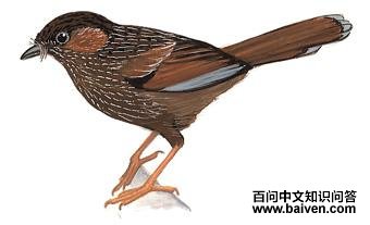 ϸ�����̵�ͼ��