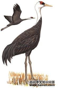 ��ͷ�׵�ͼ��