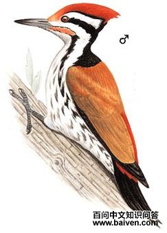 ϲɽ����ֺ��ľ���ͼ��