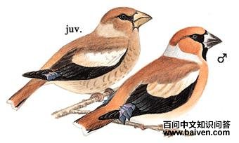 ����ȸ��ͼ��