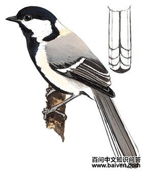 ����ɽȸ��ͼ��