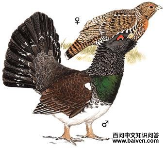 �����ɼ���ͼ��