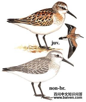 �������ֵ�ͼ��