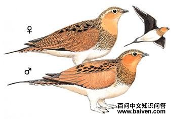 ����ë��ɳ����ͼ��