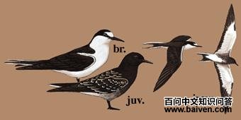 ����Ÿ��ͼ��