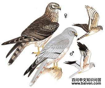 �ڻ��ε�ͼ��