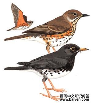 �ڻ���ͼ��