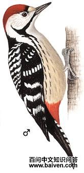 ������ľ���ͼ��