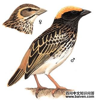 ����֯�����ͼ��