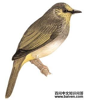 �ƺ��ǵ�ͼ��