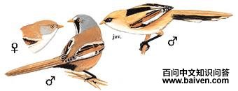 ����ȸ��ͼ��