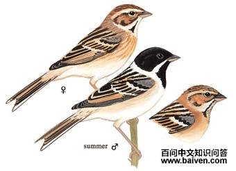 έ�c��ͼ��