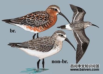 ������ֵ�ͼ��