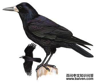 ͺ����ѻ��ͼ��