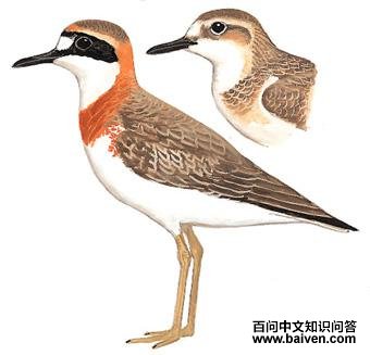 ����ɳ�a��ͼ��