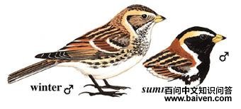 ��צ�c��ͼ��