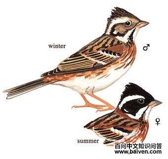 ���c��ͼ��