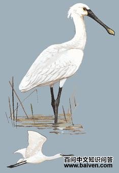 �����ص�ͼ��