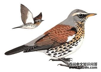 ����ͼ��