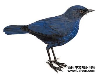 ̨����Х��ͼ��