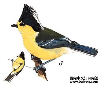 ̨���ɽȸ��ͼ��