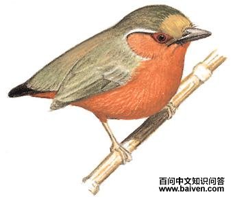 ��ü����ľ���ͼ��