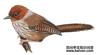 ̨��߳��̵�ͼ��