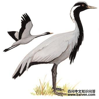 ����׵�ͼ��