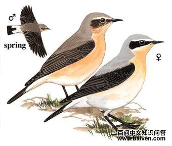 ���S��ͼ��