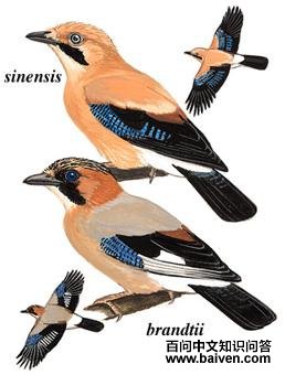 ��ѻ��ͼ��