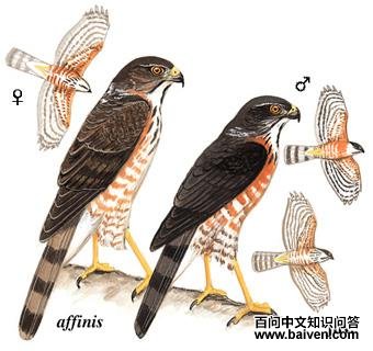 ��ȸӥ��ͼ��