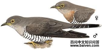 �����ž��ͼ��