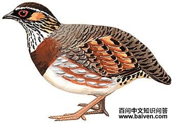 �Ĵ�ɽ����ͼ��