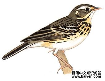 ���ҵ�ͼ��