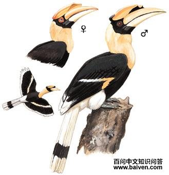 ˫��Ϭ���ͼ��