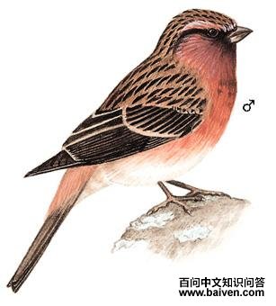 �����ȸ��ͼ��